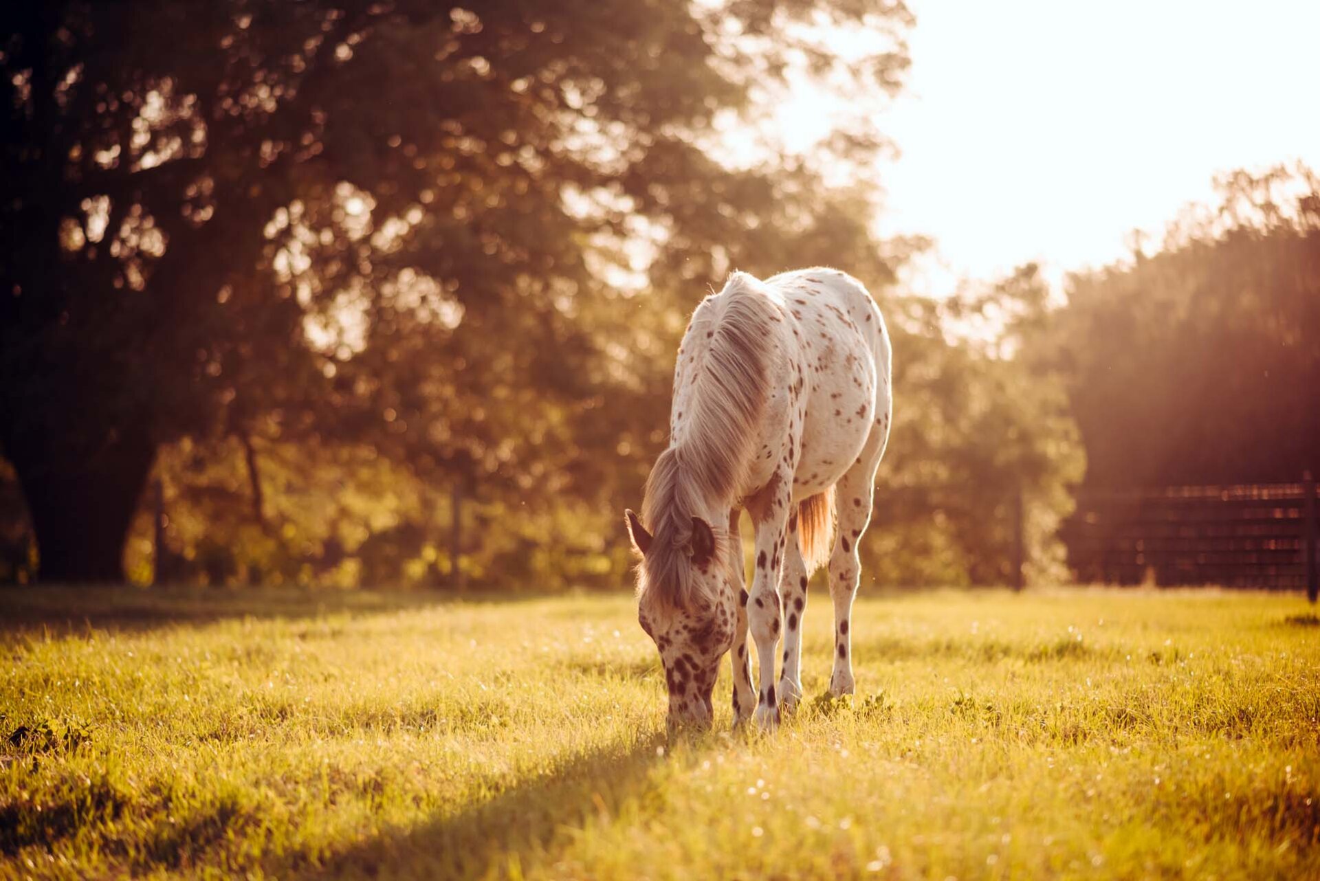 Ein weißes Pferd mit schwarzen Punkten grast friedlich auf einer grünen Wiese im Sonnenschein.