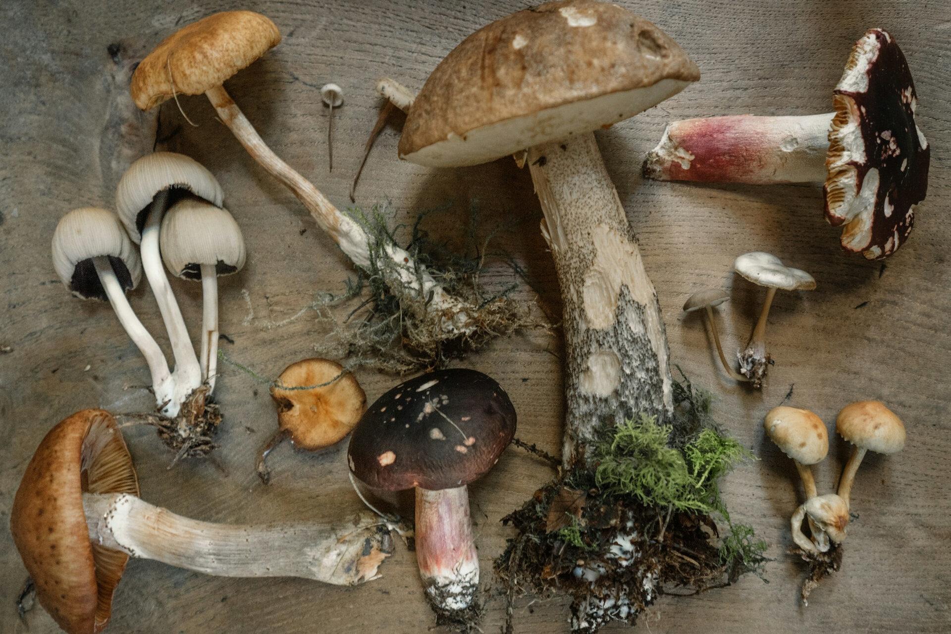 Auf dem Bild sieht man verschiedene Arten von Pilzen, die zusammen liegen | © Andrew Ridley / Unsplash