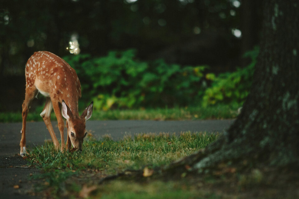 Versicherungsschutz bei Wildunfall: Was ist zu beachten? | © Vladimir Kudinov / Unsplash Das Bild zeigt ein Reh, das am Straßenrand Gras frisst. | © Vladimir Kudinov / Unsplash