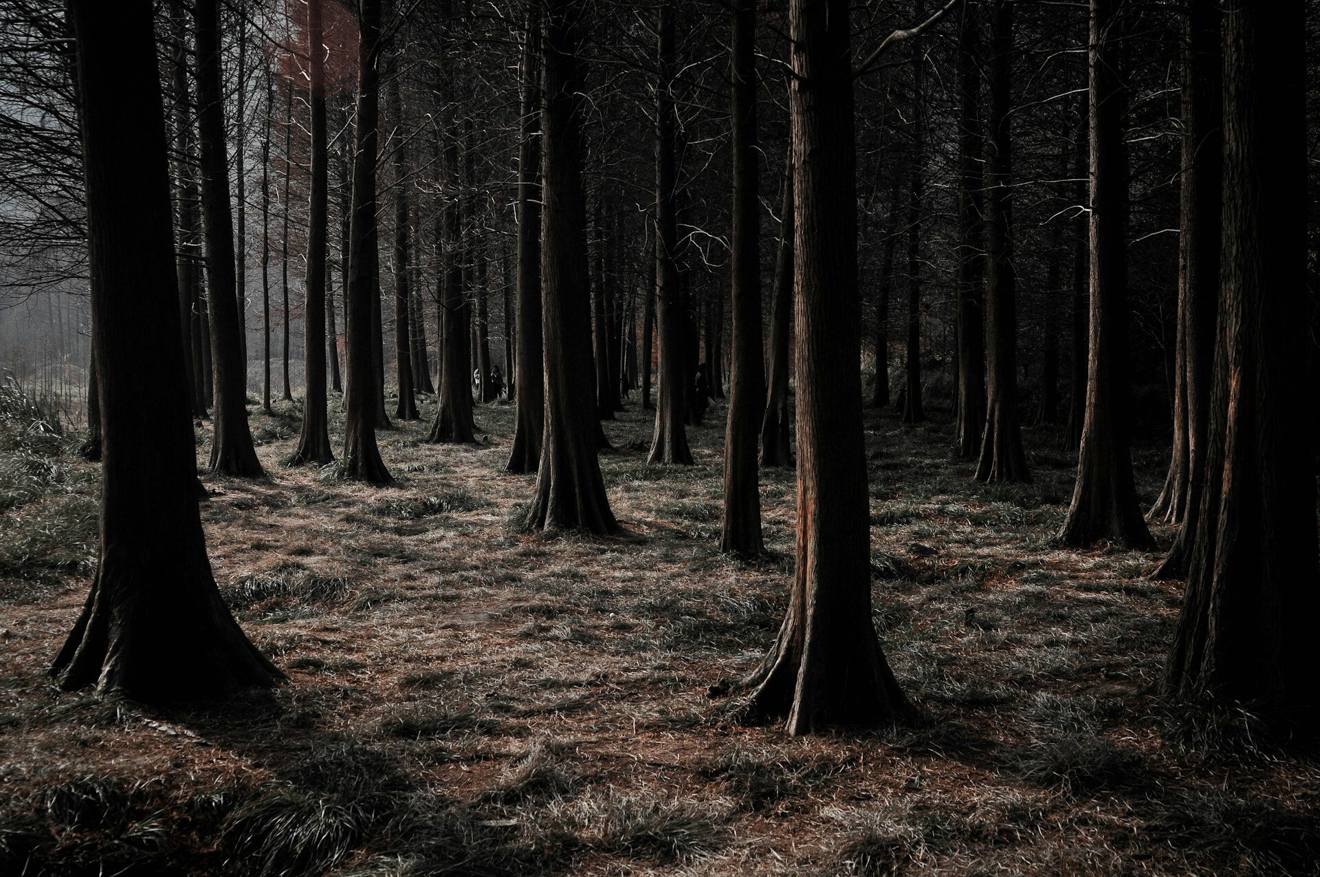Sterbegeldversicherung: Nutzen oder Kostenfalle? | © zengxiao lin / Unsplash Auf dem Bild sieht man einen dunklen Wald mit vielen Bäumen, an denen keine Blätter hängen. | © zengxiao lin / Unsplash