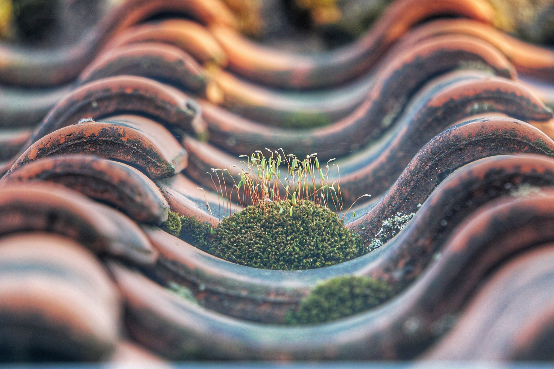 Das Bild zeigt ältere, von Pflanzen bewachsene Dachziegel in Nahaufnahme | © Dieter de Vroomen / Unsplash