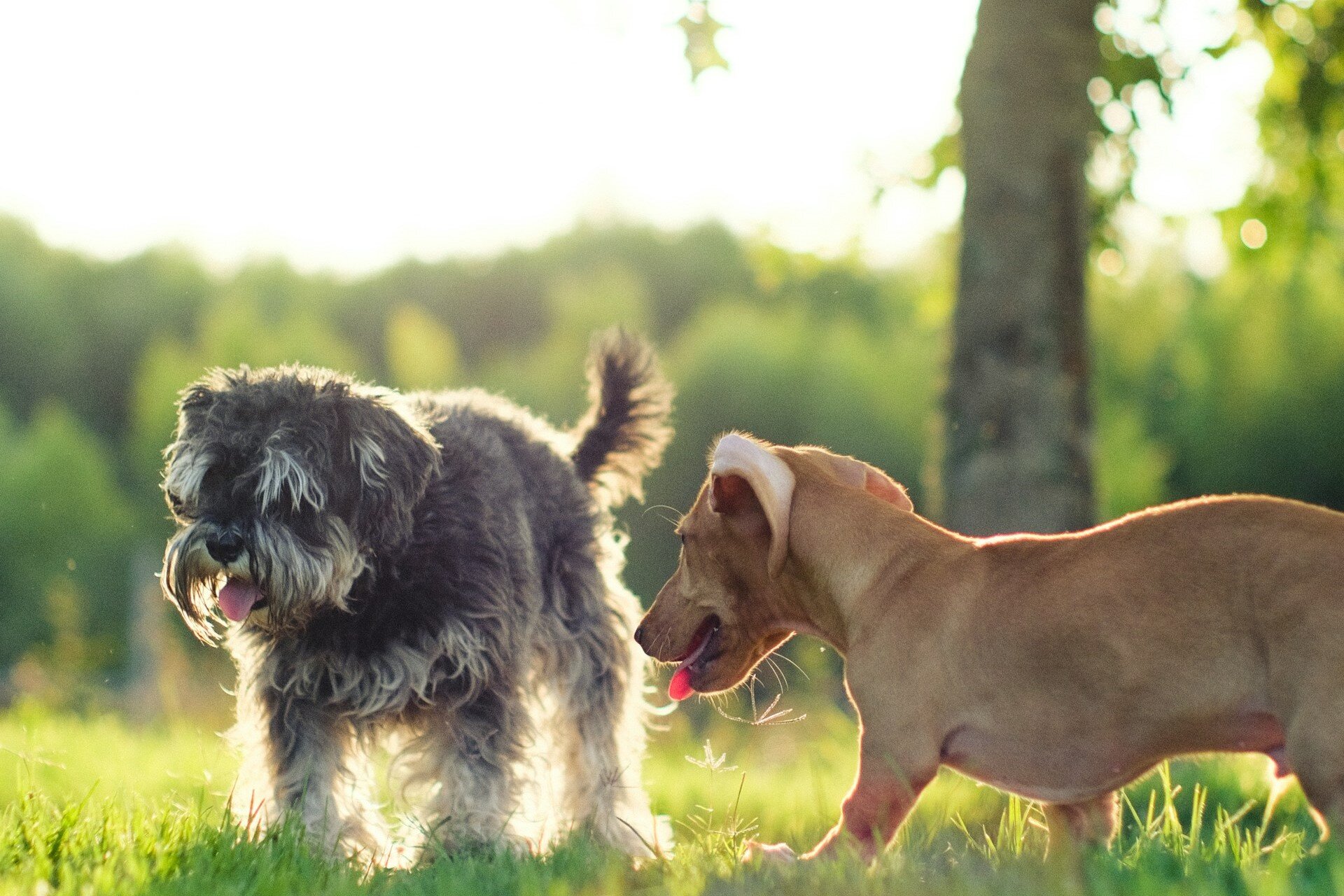 Hundehalterhaftpflicht: Absicherung und Mitverschulden | © José Ignacio Pompé / Unsplash Zwei kleine Hunde laufen im Sonnenschein über eine grüne Wiese. | © José Ignacio Pompé / Unsplash