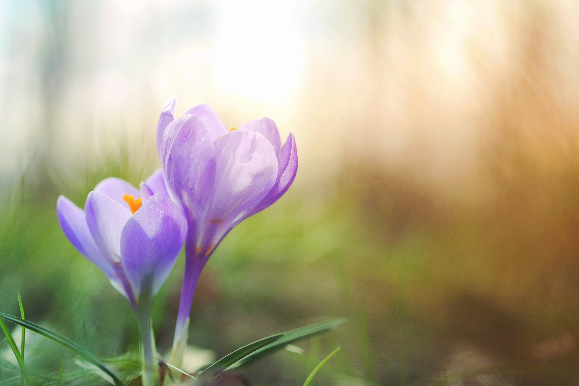 Auf dem Bild sieht man einen violettfarbenen Krokus in Nahaufnahme | © Aaron Burden / Unsplash